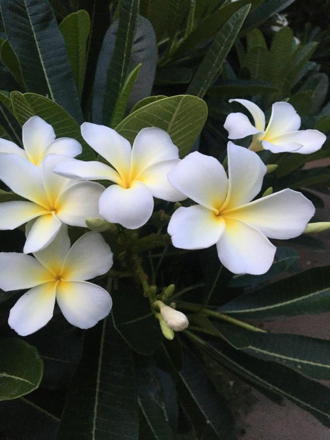 White Butterfly - A Countryside Homestay Thiruvananthapuram Buitenkant foto