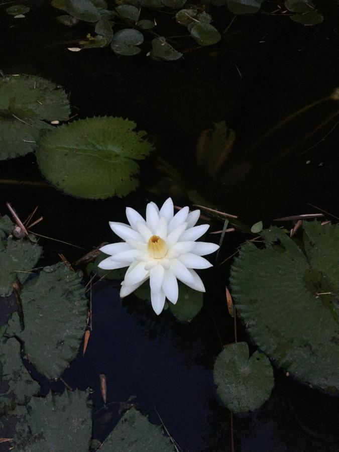 White Butterfly - A Countryside Homestay Thiruvananthapuram Buitenkant foto