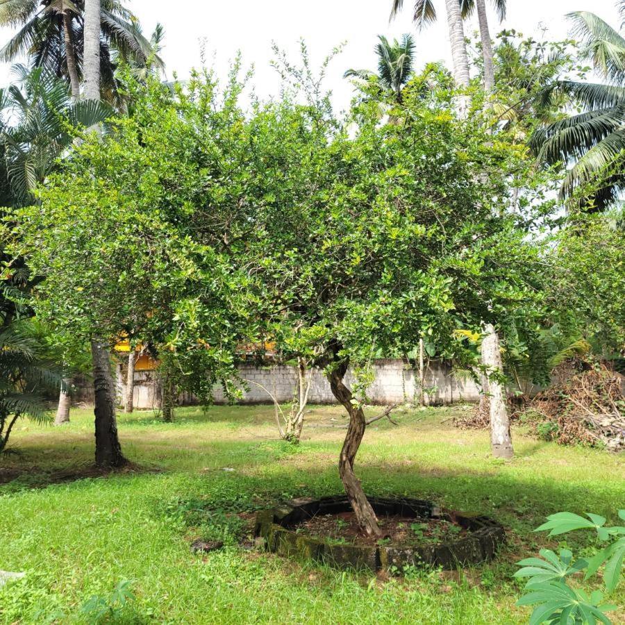 White Butterfly - A Countryside Homestay Thiruvananthapuram Buitenkant foto